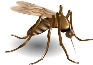mosquito illness and disaster deployment