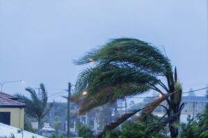 hurricane wind palm tree