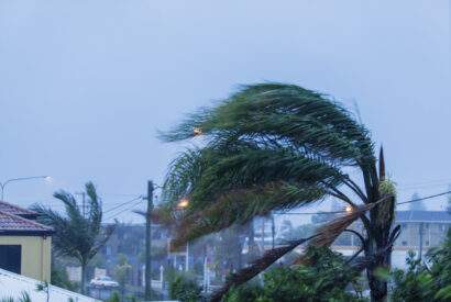 hurricane wind palm tree