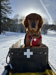 Avalanche Search and Rescue Dog Ruby